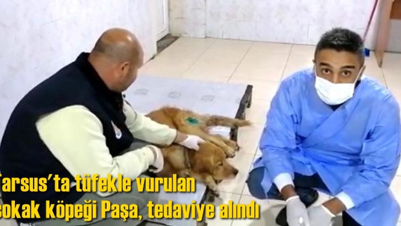 Tarsus'ta tüfekle vurulan sokak köpeği Paşa, tedaviye alındı