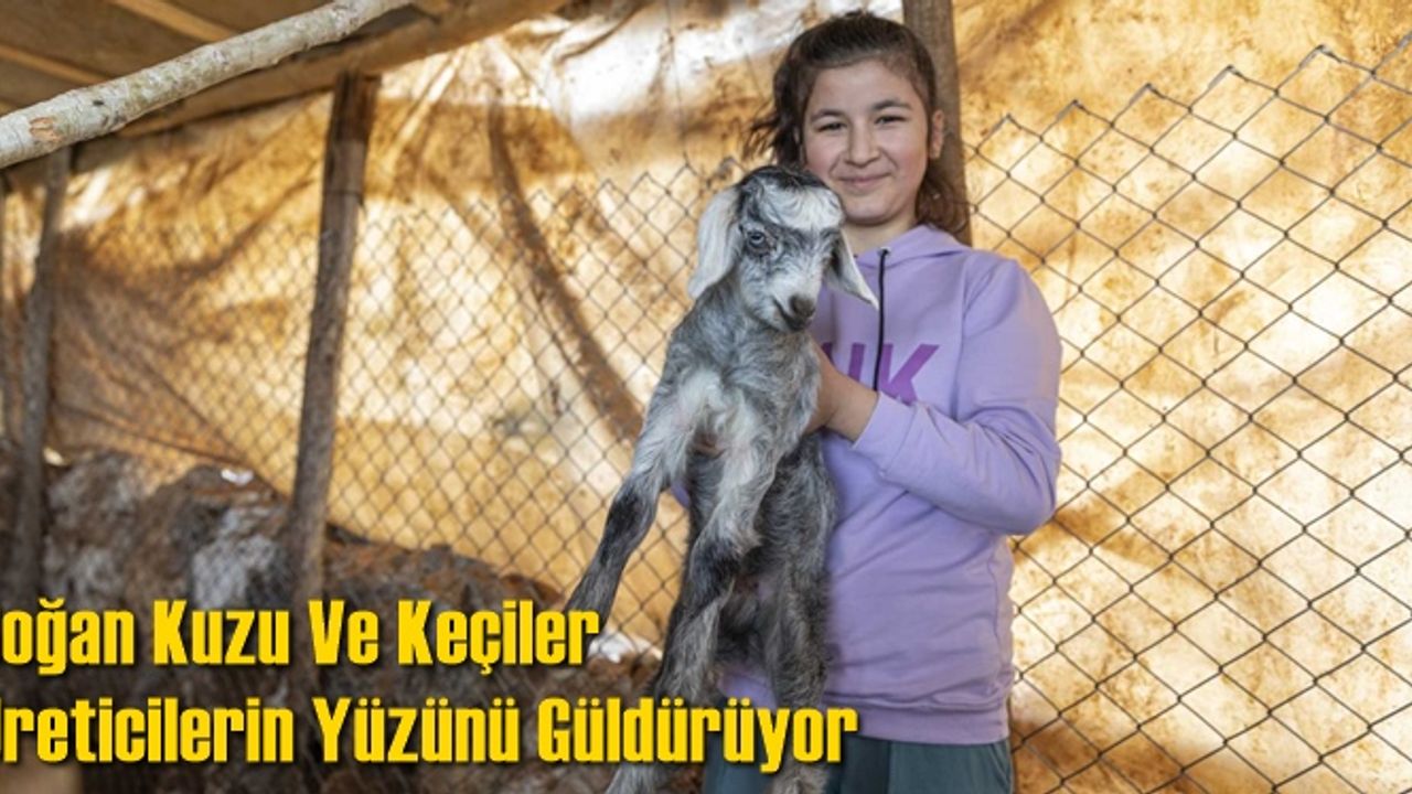Doğan Kuzu Ve Keçiler Üreticilerin Yüzünü Güldürüyor