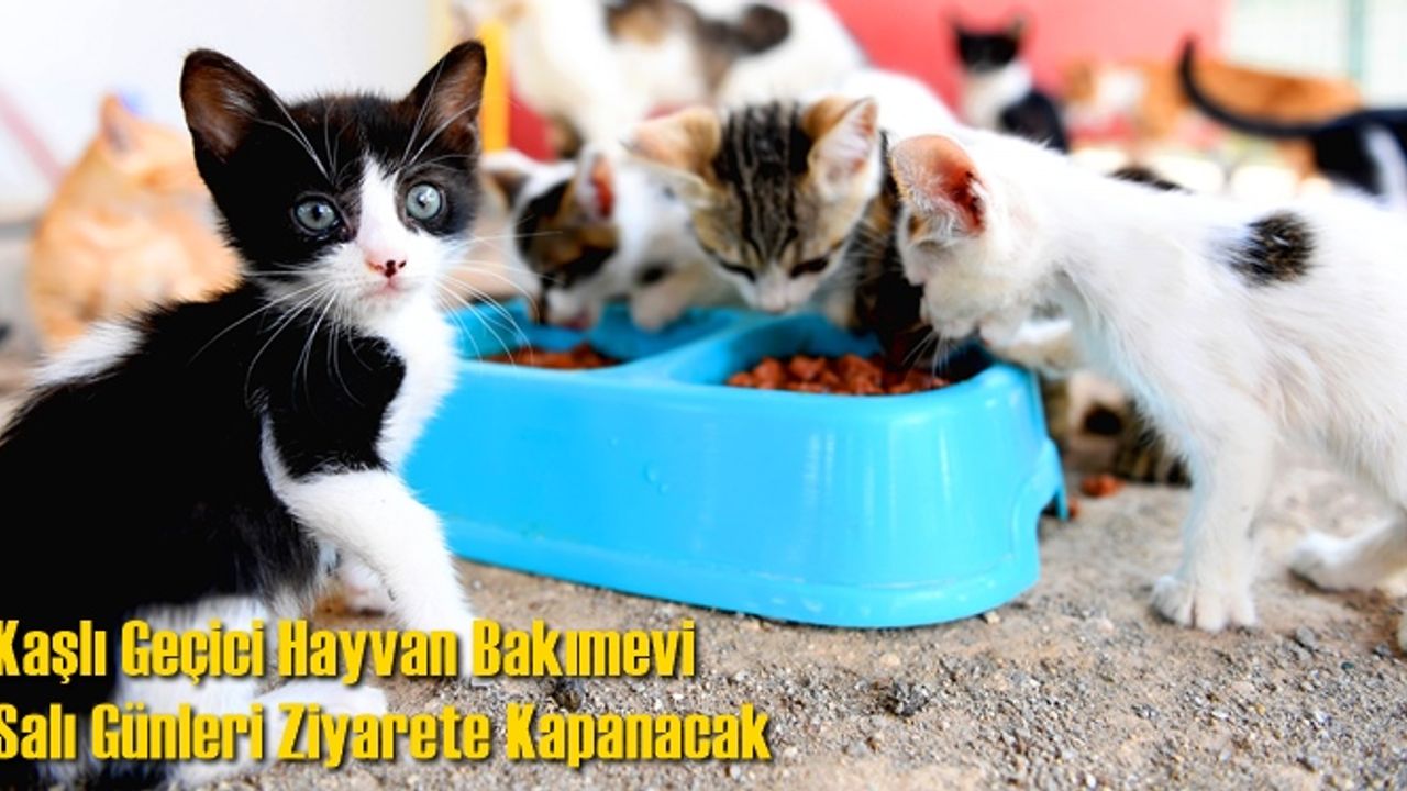 Kaşlı Geçici Hayvan Bakımevi Salı Günleri Ziyarete Kapanacak