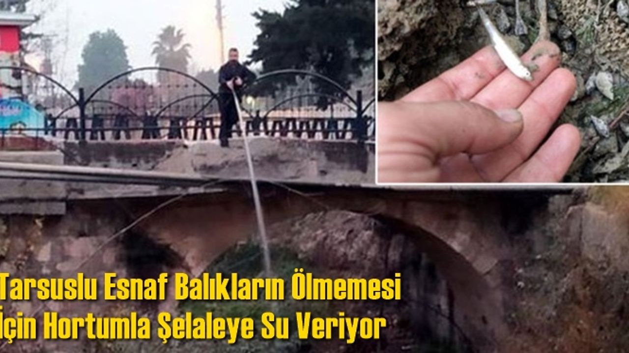 Tarsuslu Esnaf Balıklar Ölmesin Diye Şelaleye Su Veriyor