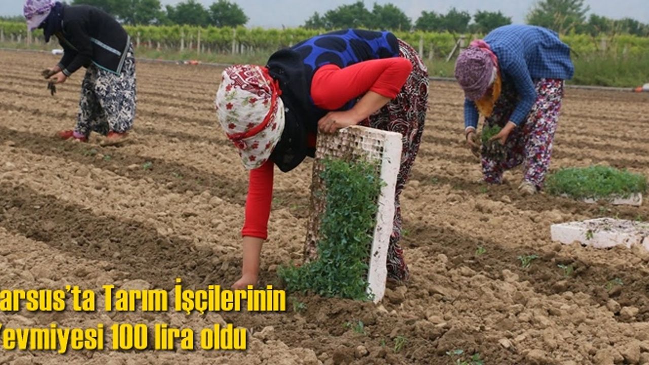 Tarsus’ta Tarım İşçilerinin Yevmiyesi 100 lira oldu