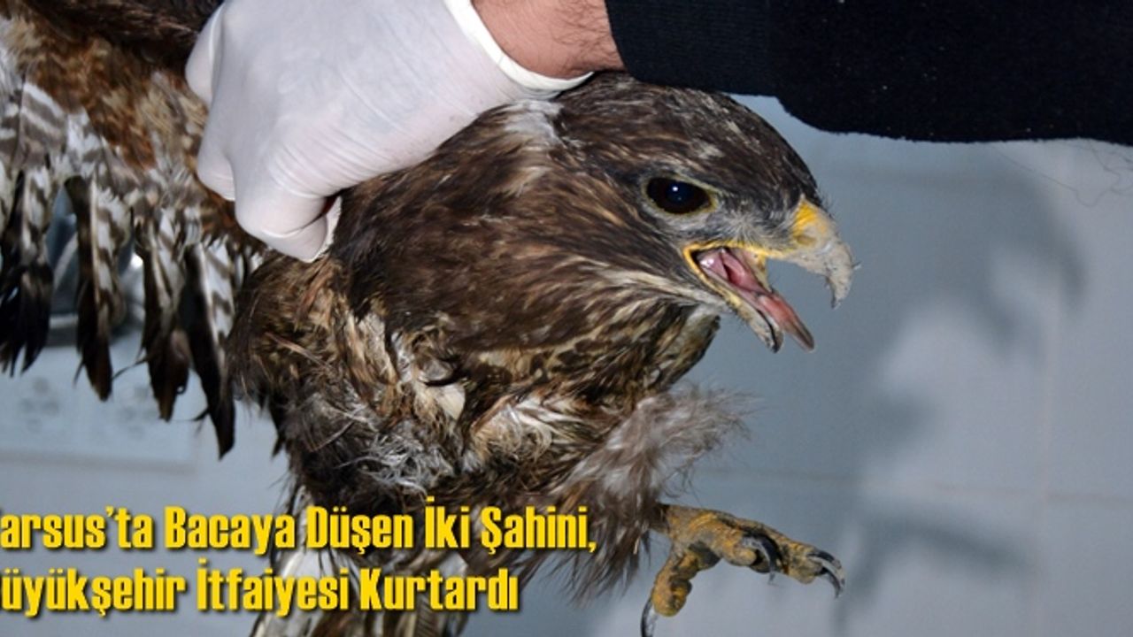 Tarsus’ta Sulama Kanalı Bacasının İçine Düşen İki Şahini, Büyükşehir İtfaiyesi Kurtardı