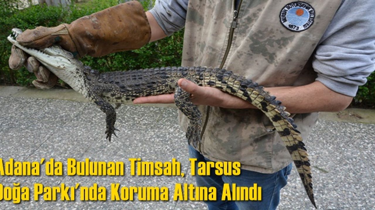 Adana'da Bulunan Timsah, Tarsus Doğa Parkı'nda Koruma Altına Alındı