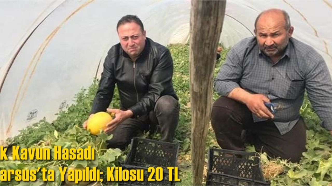 İlk Kavun Hasadı Tarsus'ta Yapıldı; Kilosu 20 TL