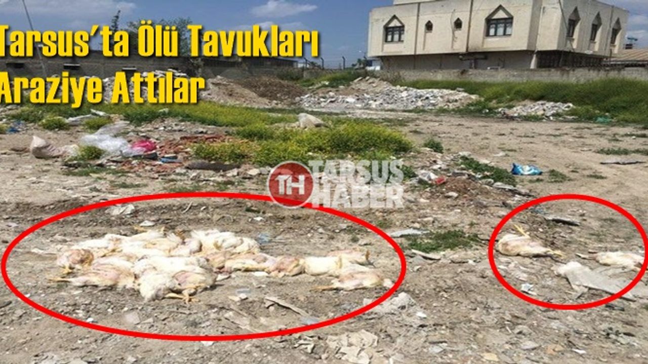 Tarsus'ta Ölü Tavukları Araziye Attılar