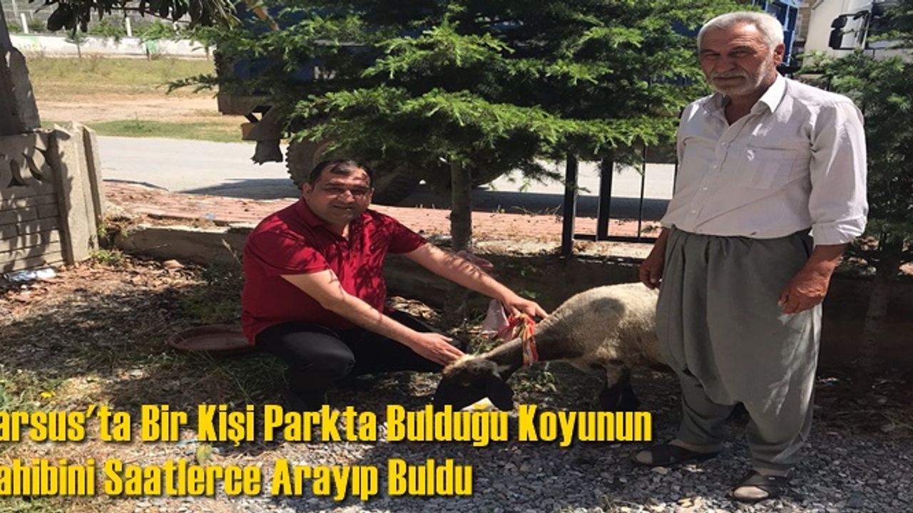 Tarsus'ta Bir Kişi Parkta Bulduğu Koyunun Sahibini Saatlerce Arayıp Buldu