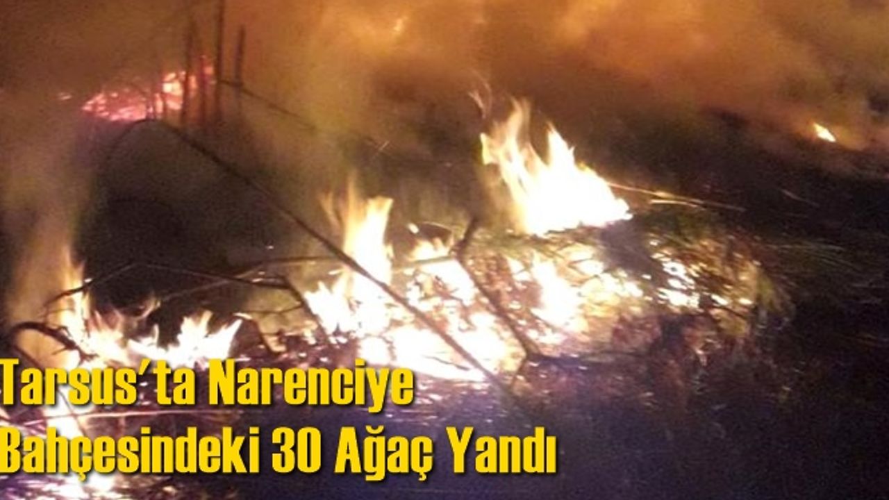 Tarsus'ta Narenciye bahçesindeki 30 ağaç yandı