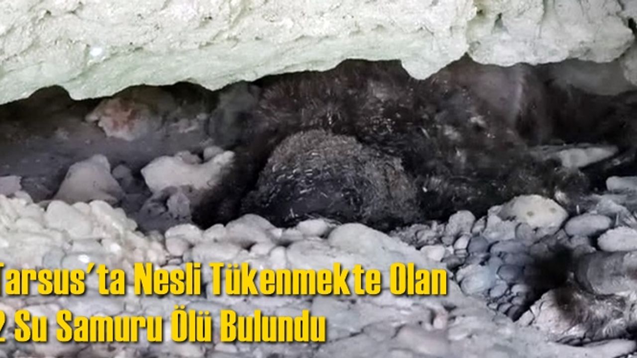 Tarsus'ta Nesli Tükenmekte Olan 2 Su Samuru Ölü Bulundu