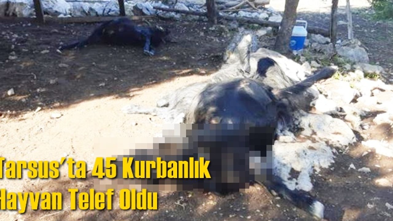 Tarsus'ta 45 kurbanlık hayvan telef oldu