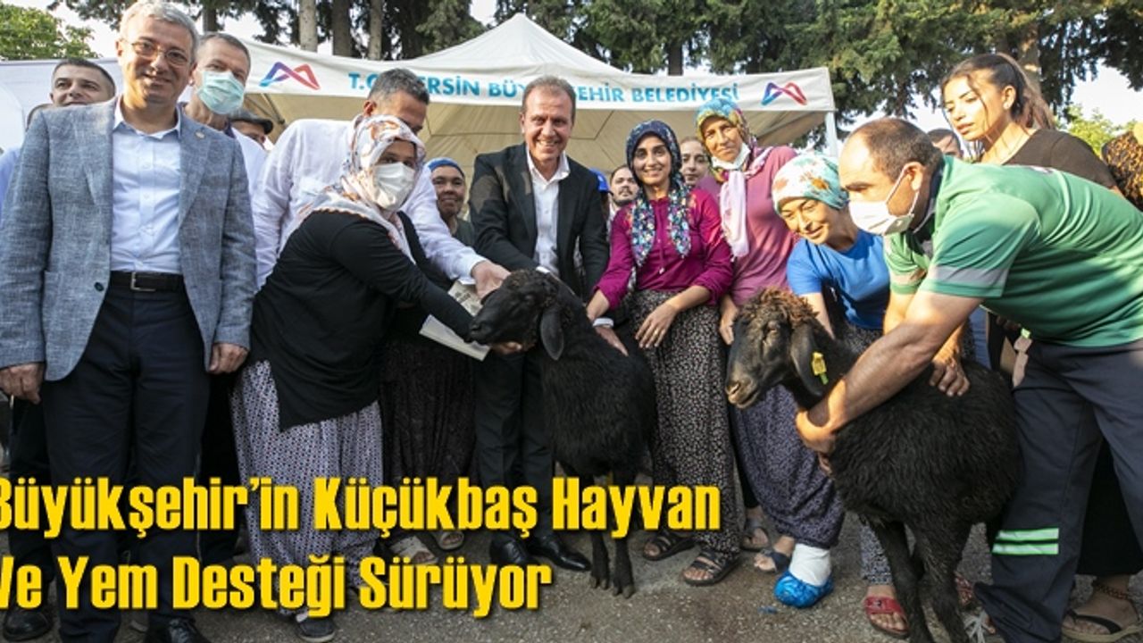 Büyükşehir’in Küçükbaş Hayvan Ve Yem Desteği Sürüyor