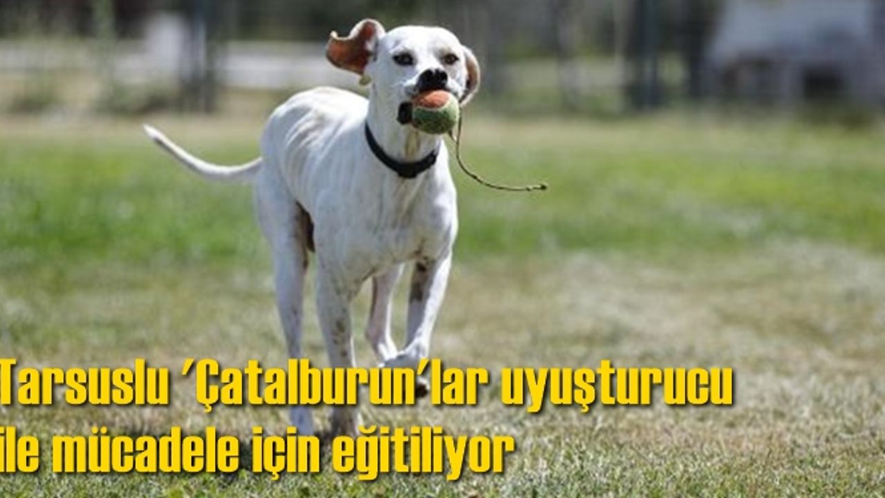 'Çatalburun'lar uyuşturucu ile mücadele için eğitiliyor