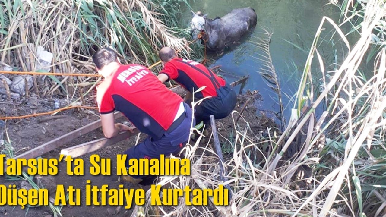 Tarsus'ta Su Kanalına Düşen Atı İtfaiye Kurtardı