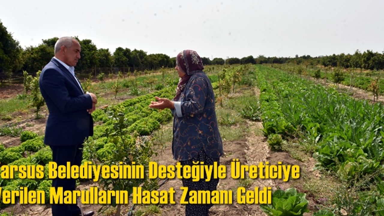 Tarsus Belediyesinin Desteğiyle Üreticiye Verilen Marulların Hasat Zamanı Geldi