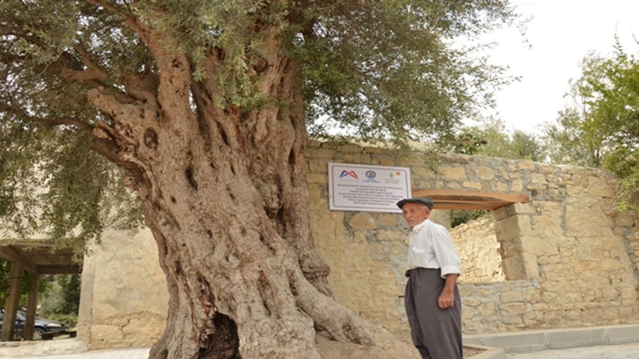 Büyükşehir Belediyesi, 820 Yıllık Anıt Ağacı Koruma Altına Aldı