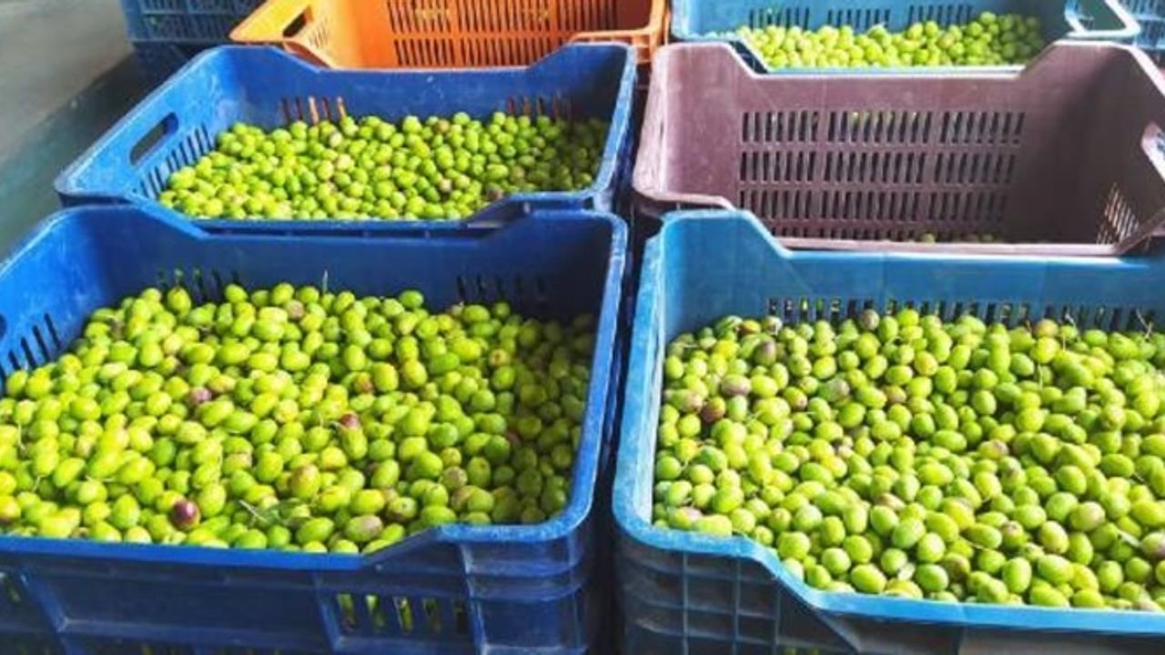 Tescilli Sarıulak Zeytini Bahçede 20 lira
