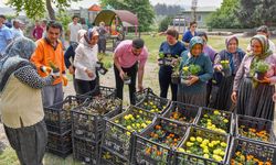 Büyükşehir Sinekle Mücadelede Tıbbi Ve Aromatik Bitkileri De Kullanıyor