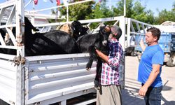 Mersin’in Tarım Ve Hayvancılığı Büyükşehir’in Projeleriyle Kalkınıyor