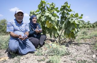 Tarsuslu, Kurt Ailesi Büyükşehir’in Destekleriyle Meyve Toplamanın Mutluluğunu Yaşıyor