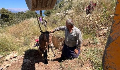 İtfaiye Ekipleri, Çukura Düşen Katırı Kurtardı